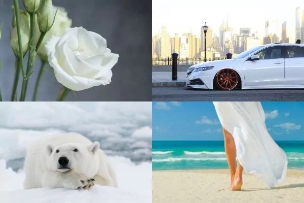 White rose, white car, polar bear in snow, white dress on beach