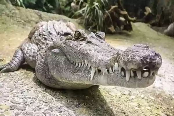 Picture of an alligator head